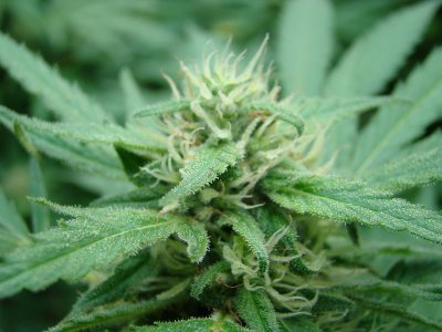 jackie-buds-(2).jpg