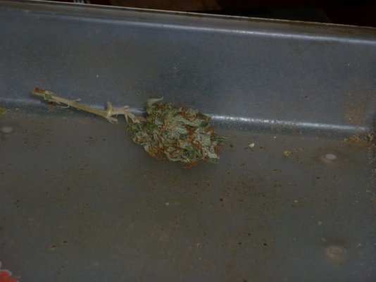 Scaltech's Greencrack.JPG