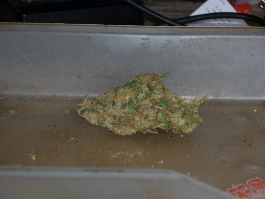 Yellow Afghani.JPG
