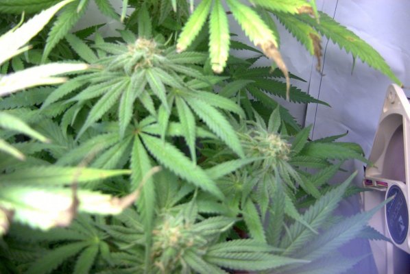 flower_45_4.JPG