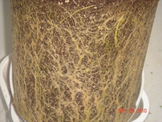 harvest 007.jpg