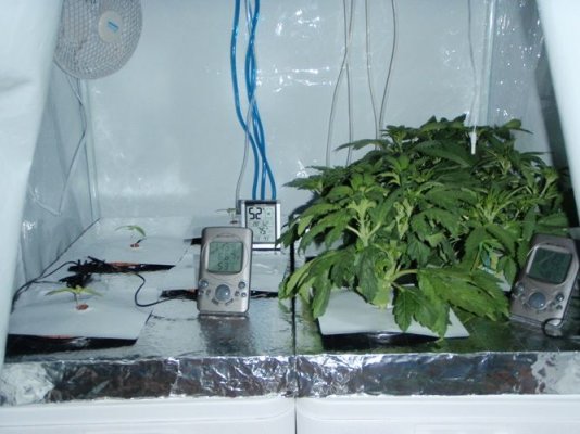 elite-ultimate-chem-08-and-magic-monkey-1212-from-seed-and-deep-water-cooler.jpg