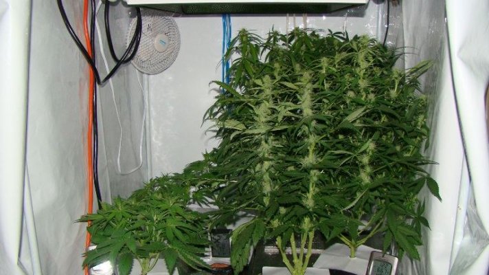 elite-ultimate-chem-08-and-magic-monkey-1212-from-seed-and-deep-water-cooler-5.jpg