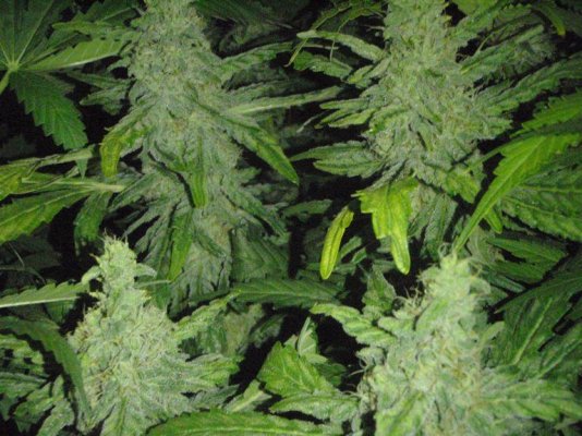Magic Monkey DWC 12-12 from seed Day 56_04.JPG