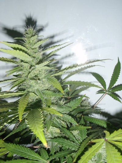 Elite Ultimate Chem 08 and Magic Monkey 12/12 From Seed and Deep Water Cooler
