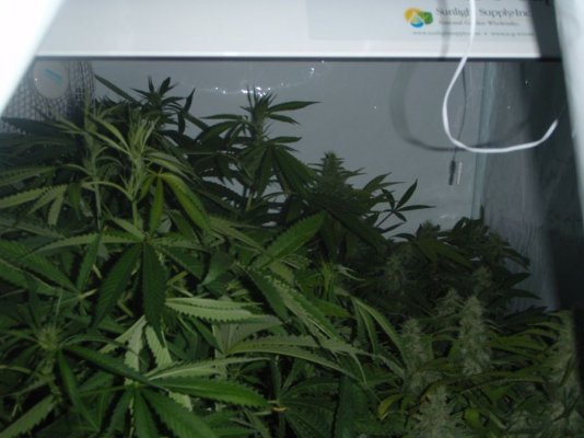 Elite Ultimate Chem 08 and Magic Monkey 12/12 From Seed and Deep Water Cooler