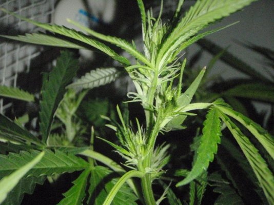 Elite Ultimate Chem 08 and Magic Monkey 12/12 From Seed and Deep Water Cooler