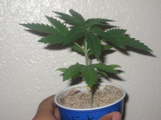 g13h1 day35 b.JPG