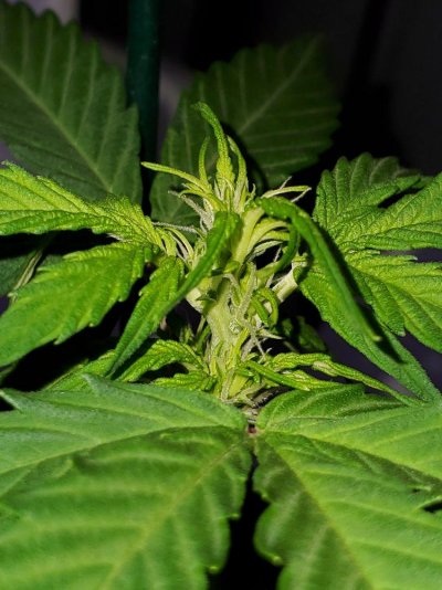 Starting to flower?