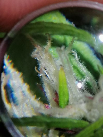 IMG_20191209_130355.jpg