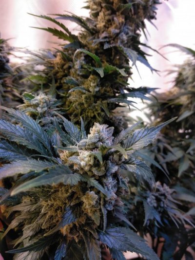strange-bud-development.jpg