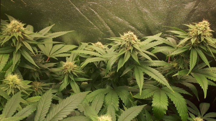Bodhi Seeds Thread.