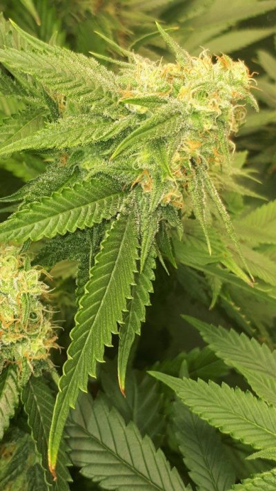 Bodhi Seeds Thread.