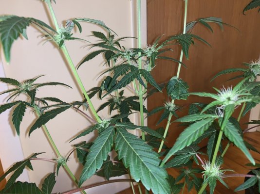 journal-of-plants-6.jpg