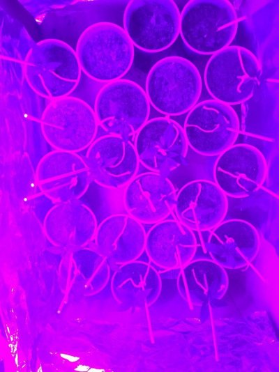 Winter grow