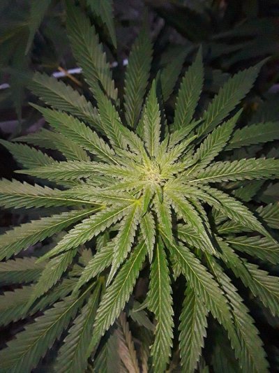 Plumber's First Coco Grow