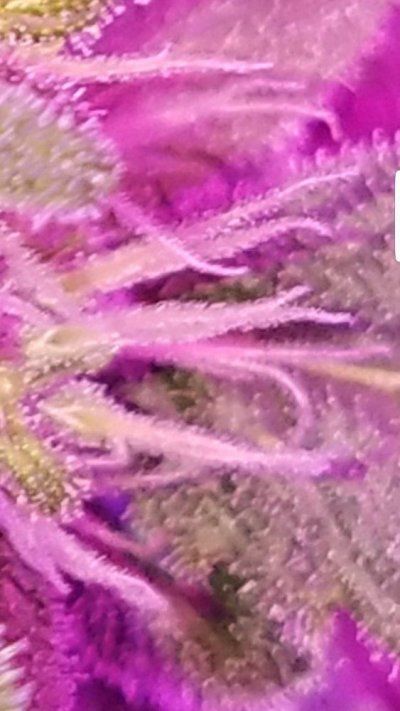 Screenshot_20191215-211327_Gallery.jpg
