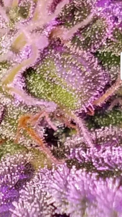 Screenshot_20191215-211205_Gallery.jpg