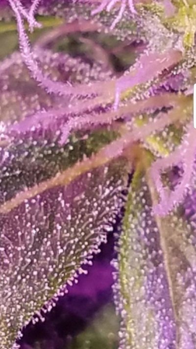 Screenshot_20191215-211052_Gallery.jpg