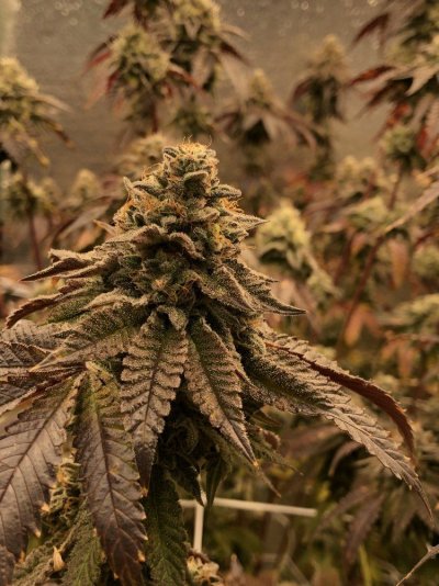 4 strain diy led grow!