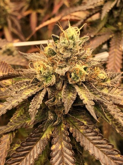 4 strain diy led grow!
