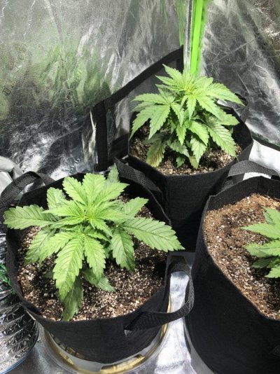 autoflower-help.jpeg