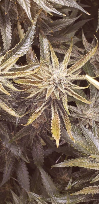 8-week-into-flower-notice-something-wrong.jpg