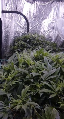 needshelpguys--grow-thread-3.jpg