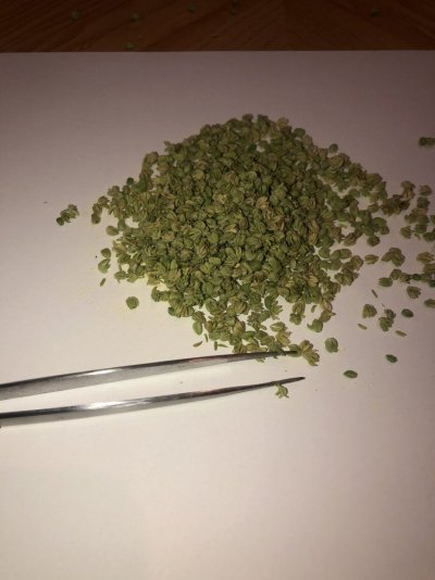 2x4 seed tent with custom quantum boards