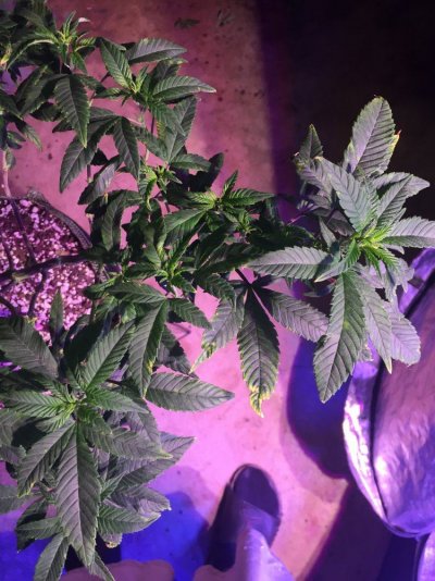 Is this tmv (tobacco mosaic virus) help!!!!