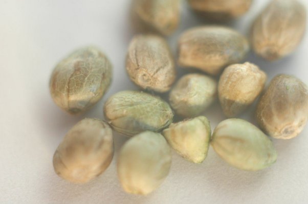 First Seed Harvest