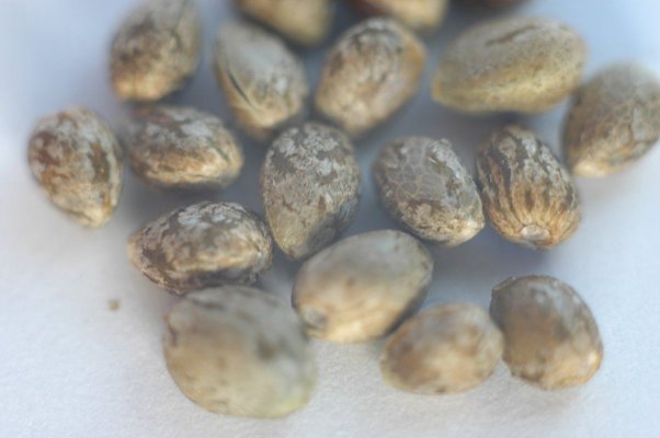 First Seed Harvest