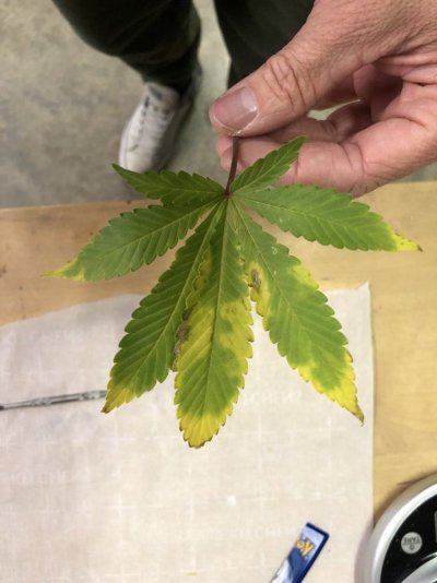 dying-leaves-two-weeks-into-flower-7.jpeg