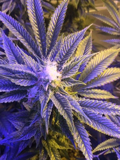 white-fluffy-bud.jpeg