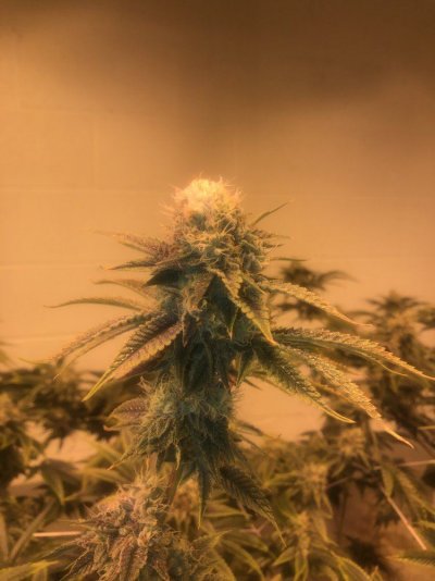 white-fluffy-bud-2.jpeg