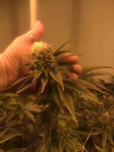 white-fluffy-bud-3.jpeg