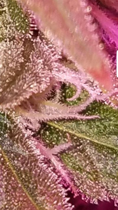 Screenshot_20191219-075551_Gallery.jpg