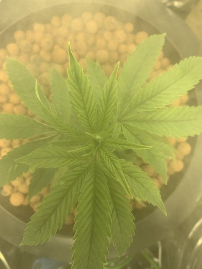 Pruning help