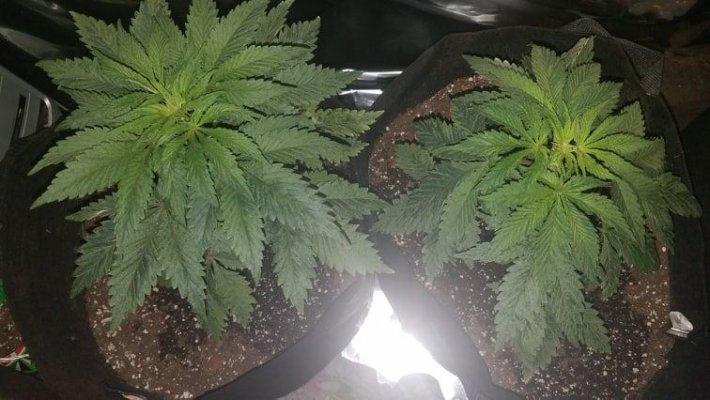 grow9.jpg