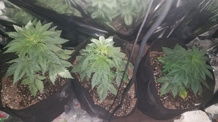 Grow10.jpg