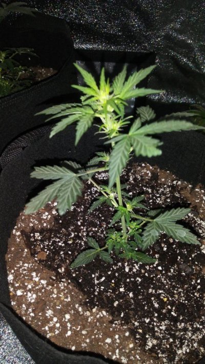 first-indoor-grow-3.jpg