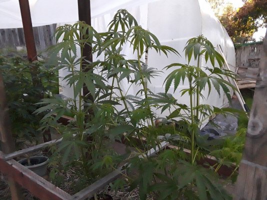 Plumber's First Coco Grow