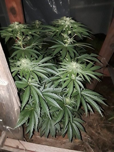 Needshelpguys  Grow Thread