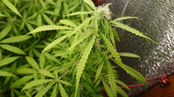 nitrogen-deficiency-during-early-flowering.jpg
