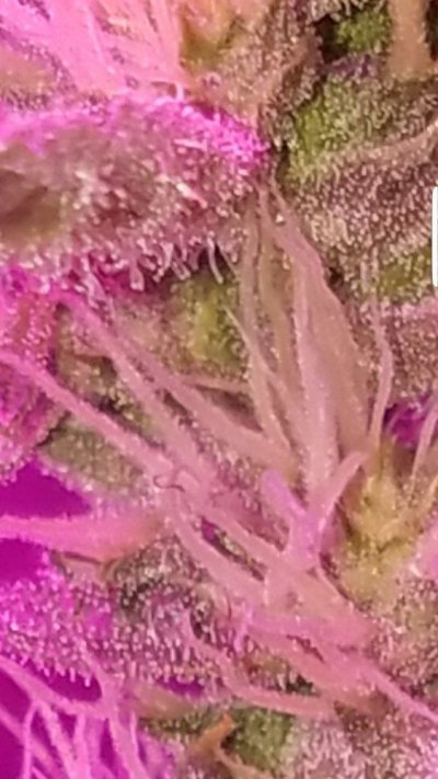 Screenshot_20191221-094913_Gallery.jpg