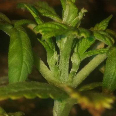12-days-old-seedling-showing-sex.jpg
