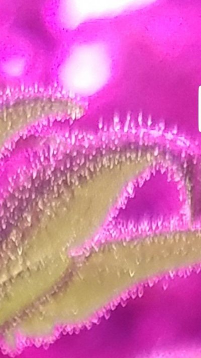 Screenshot_20191223-101110_Gallery.jpg