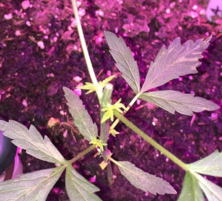 Mainlining - the beginning....