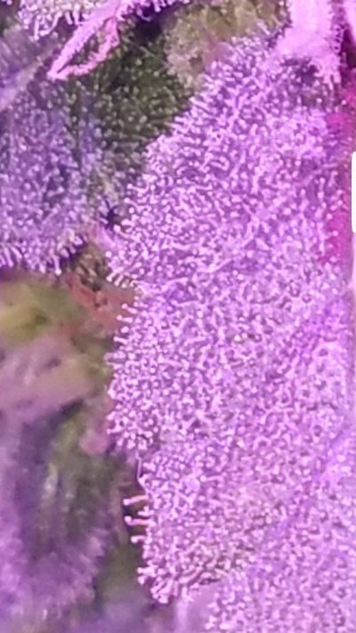 Screenshot_20191224-084810_Gallery.jpg