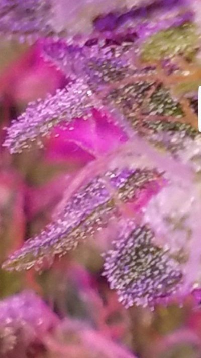 Screenshot_20191224-084611_Gallery.jpg